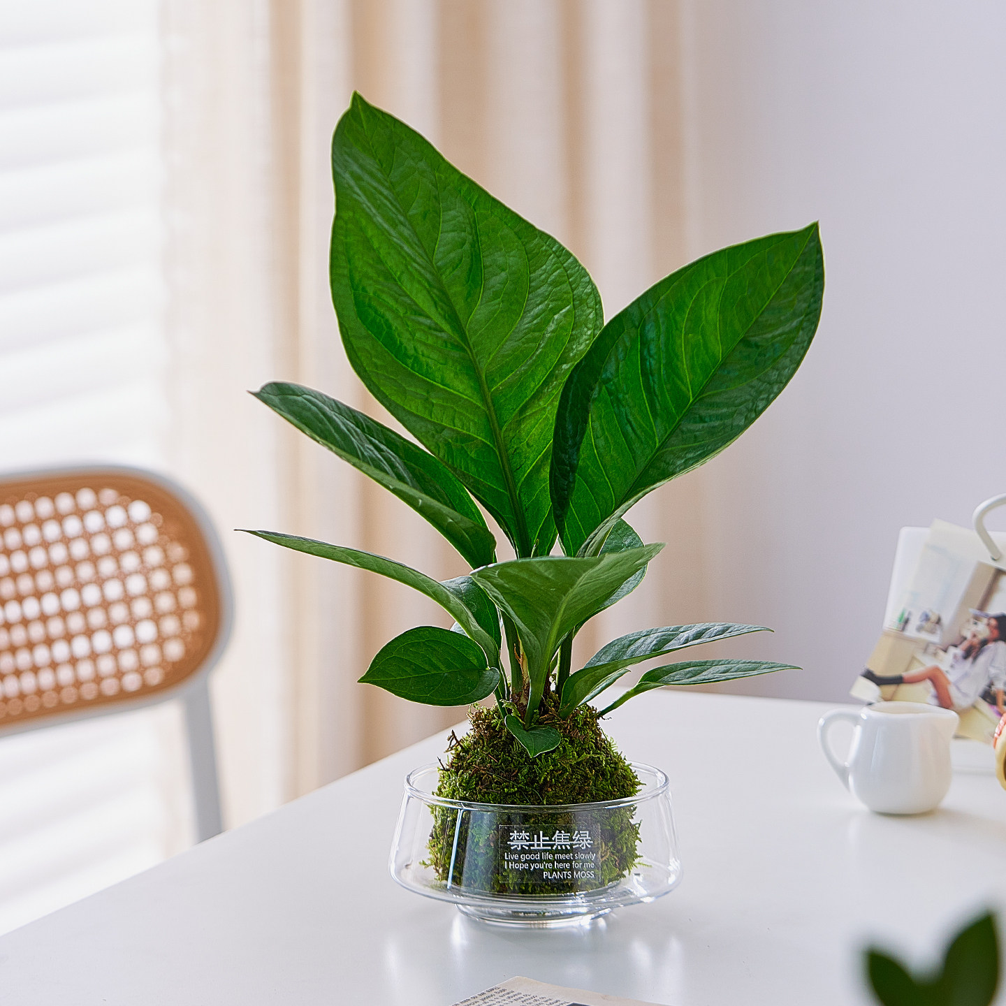 聚宝盆绿植桌面-聚宝盆绿植桌面促销价格、聚宝盆绿植桌面品牌- 淘宝