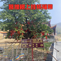 (Real Temple) on behalf of the Bodhi tree praying for blessings