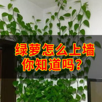 Green Luo climbing wall Green plant holder Green basket household incognito climbing clip paste artifact Climbing wall winding on the wall