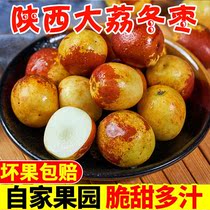 (SF Spot)Authentic Shaanxi soursop winter jujube Fresh crispy winter jujube Fresh crispy sweet winter Jujube Green Jujube Premium jujube