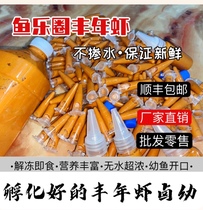 Yulequan brand fresh anhydrous high-concentration rich year shrimp brine hatching good ornamental fish peacock colorful opening food