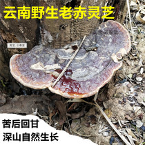 Wild Ganoderma lucidum Authentic Yunnan natural red ganoderma lucidum pruning Nyingchi dry red Ganoderma lucidum tablets a catty bulk 500g
