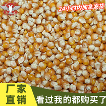 Small corn 50kg pigeon grain raw material pigeon grain bird food fresh feed round granules Jiangsu Zhejiang Shanghai and Anhui