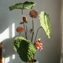 Lianpeng dried flower bouquet living room decoration real flower air-dried natural high-end floor lotus lotus leaf decoration