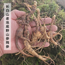 Fresh old pond bottom Forest ginseng residual ginseng Changbai Mountain wild ginseng residual branch wild fresh ginseng residual branch 1 catty 20 years