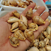 Jade girl snail natural rare conch shell fish tank aquarium landscape decoration specimen snail collection shooting props