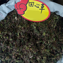 Yunnan Wild Huixin Grass 2021 New Goods Big Leaf Fresh Chinese Medicinal Medicine 500g Back Grass An Umbrella