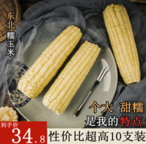 Corn fresh sweet waxy corn cob tender fragrant sticky breakfast coarse grain White 6kg 10 loaded northeast corn cob