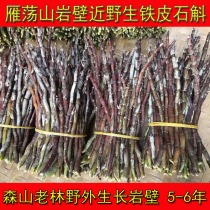 Red rod soft feet Fresh Dendrobium dendrobium fresh strips Authentic near-wild edible non-Yunnan Huoshan dendrobium rock wall