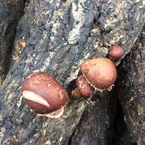 China on the tip of the tongue 2 Shennongjia log wild shiitake mushrooms dried shiitake mushrooms super delicious new 500g