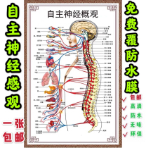 Autonomic nerve overview schematic Human anatomy wall chart Human organ anatomy exhibition board Hospital layout poster
