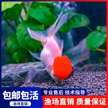 丹顶红狮子头-丹顶红狮子头促销价格、丹顶红狮子头品牌- 淘宝