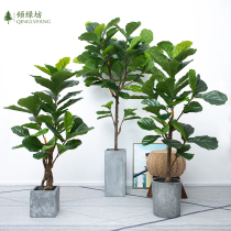  Qin Ye banyan Nordic green plant floor simulation plant turtle back leaf bonsai potted rubber tree shopping mall creative ornaments