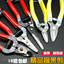 Round Forest Scissors Fruit Tree Prunes Prunes Cut Flowers Scissors Picking Fruit Garden Citrus Cut of fruit and citrus Cut grapes