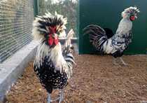 Polish hat chicken breeding eggs European imported ornamental chicken pet eggs can hatch fertilized eggs promise fake one pay ten