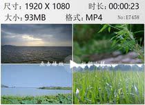 The cloudy sky Hutang water waves in the shore Lotus Pond Outang Lianchi Zizania latifolia HD real shot video clips