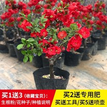  Double-leaf begonias potted saplings bonsai old piles flowers green plants indoor four seasons continuous flowering courtyard