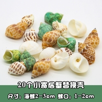 Natural Shells Sea Snail Fish Tank Made of Three lakes Cired snapper fish cabbage fish Consignment Crab Shell Special Sea Snail Shell