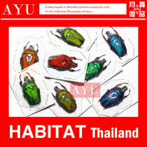 Colorful broad-lipped flower golden turtle Insect handicraft material museum collection beetle color design moon insect excellent product