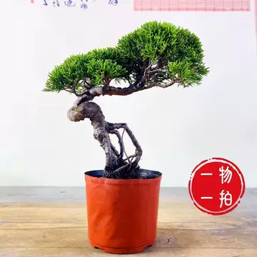 糸魚川真柏 真柏盆栽 小品盆栽 上下12cm 懸崖盆栽 盆栽 糸魚川真柏 真柏盆栽 小品盆栽 上下12cm 懸崖盆栽 盆栽 i