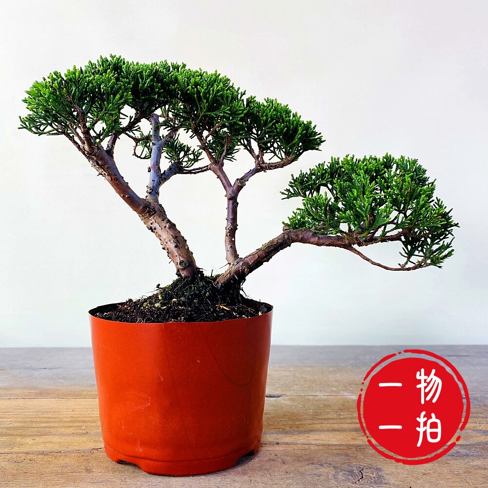 日本真柏小品盆栽-日本真柏小品盆栽促销价格、日本真柏小品盆栽品牌- 淘宝
