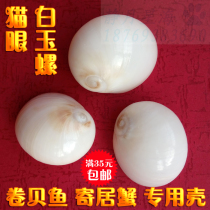 Natural conch shell cat eye snail scallop fish hermit crab special shell fish tank aquarium creative landscape ornaments