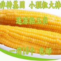 Farmhouse sticky corn old variety small particle clay corn without any added fruit corn snack Corn Cob