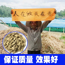 Changbai Mountain American ginseng pruning grain head section authentic special grade whole branch lozenges wild imported Chinese Flag Ginseng