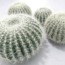 Nordic simulation cactus potted plants ornaments fake green plants bonsai decoration tropical desert landscape