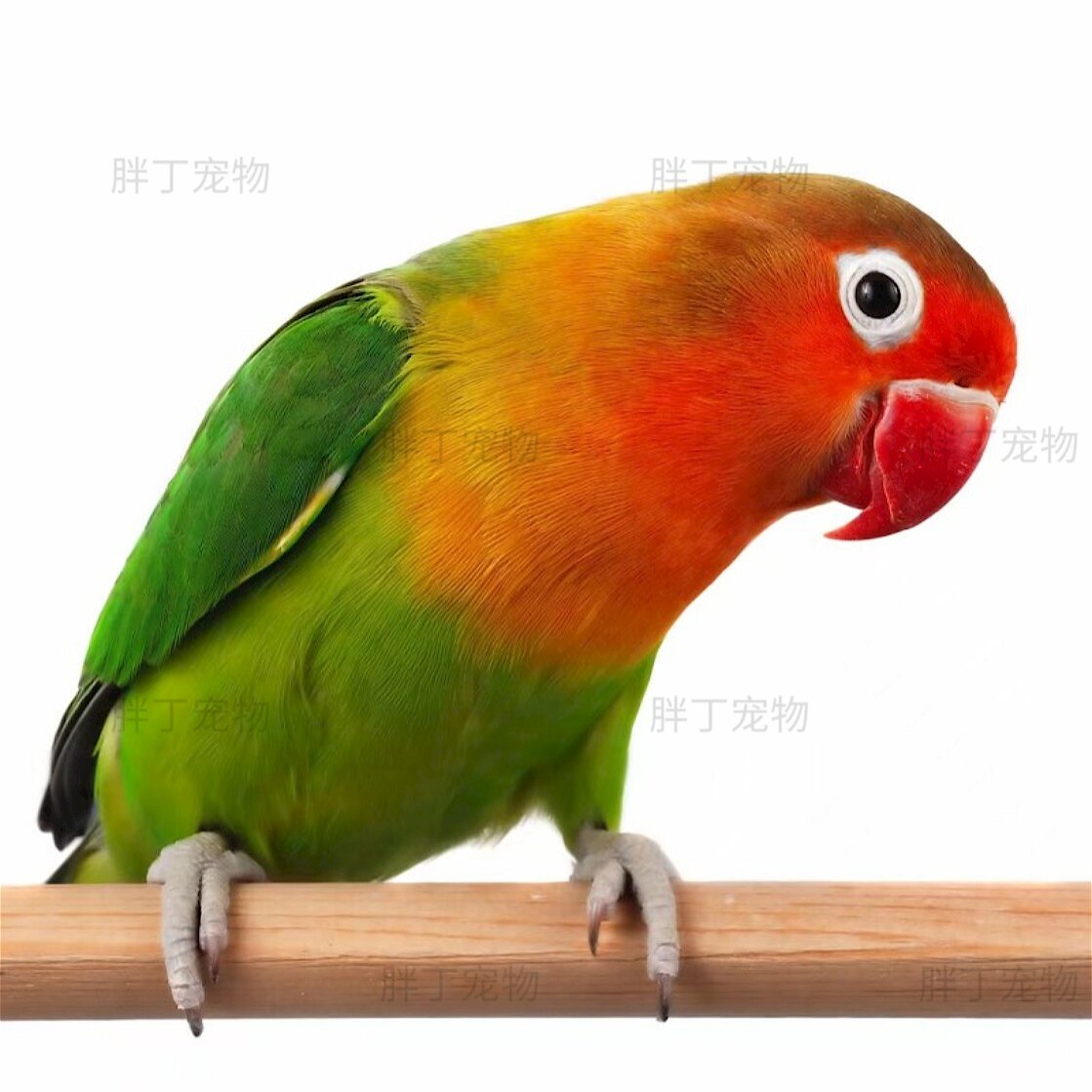 鹦鹉活鸟超大号-鹦鹉活鸟超大号促销价格、鹦鹉活鸟超大号品牌- 淘宝