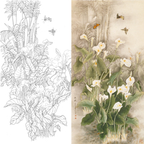 Gongbi painting white sketch manuscript Four feet calla lily white sketch physical white paper print draft 66*132 with A3 color map