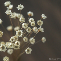 Small star flower dried flower mini small daisy Imported from Brazil dried bouquet real flower air-dried starry decoration south perched in the wild