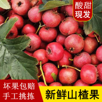 Hawthorn fruit fresh big super sweet and sour fresh fruit big gold star hawthorn fruit now pick wild mountain Red 5kg