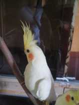 One six to seven month yellow parrot (risk of package)