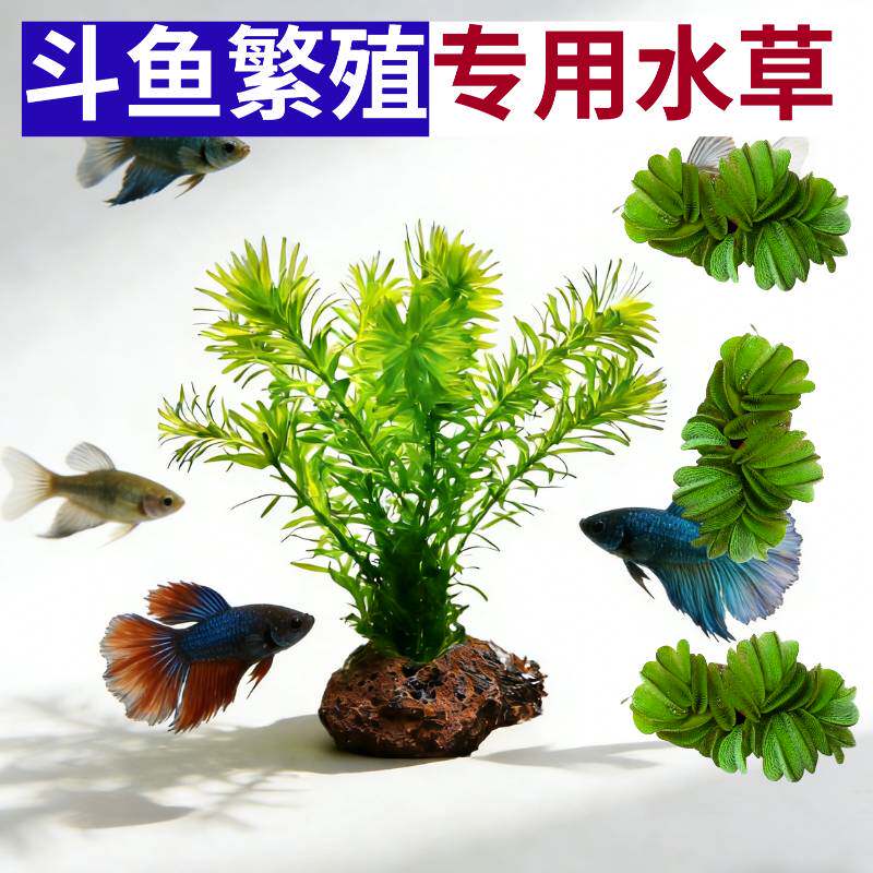 新手斗鱼水草套组-新手斗鱼水草套组促销价格、新手斗鱼水草套组品牌- 淘宝