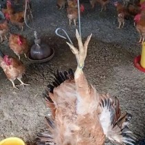 Catch the chicken artifact Hook tool Catch the chicken set net Catch the chicken Outdoor household catch the chicken clip Free-range farm chicken coop chicken feet