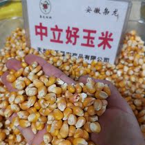 Gansu middle-grain yellow corn dry corn pigeons pigeons ornamental pigeons Zhejiang Shanghai Anhui 50kg