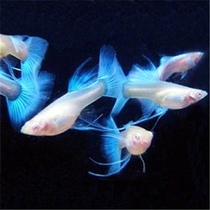 Blue and daytime sky blue ribbon one pair (pixel three single shipment with link to four pairs of backup)