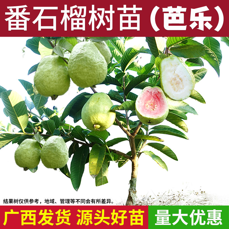 番石榴树果苗-番石榴树果苗促销价格、番石榴树果苗品牌- 淘宝
