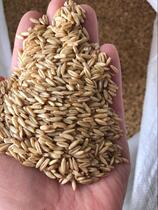 Oat Jen Oat Rice Nude Oats Small Sun Peony Tiger Leather Parrot Bird Food Hamster Feed