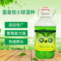 Yumei Kangzao Yuanbao Fat Water Aerobatic Aquaculture Fish Pond Green Algae Diatom Finishing Chlorella Algae Fertility Chlorella spp.