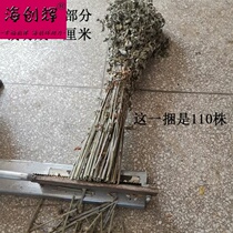 2021 Wild wormwood with Stemmer branches fresh sun dried whole tree mugwort soak feet bath boiled egg sit Moon