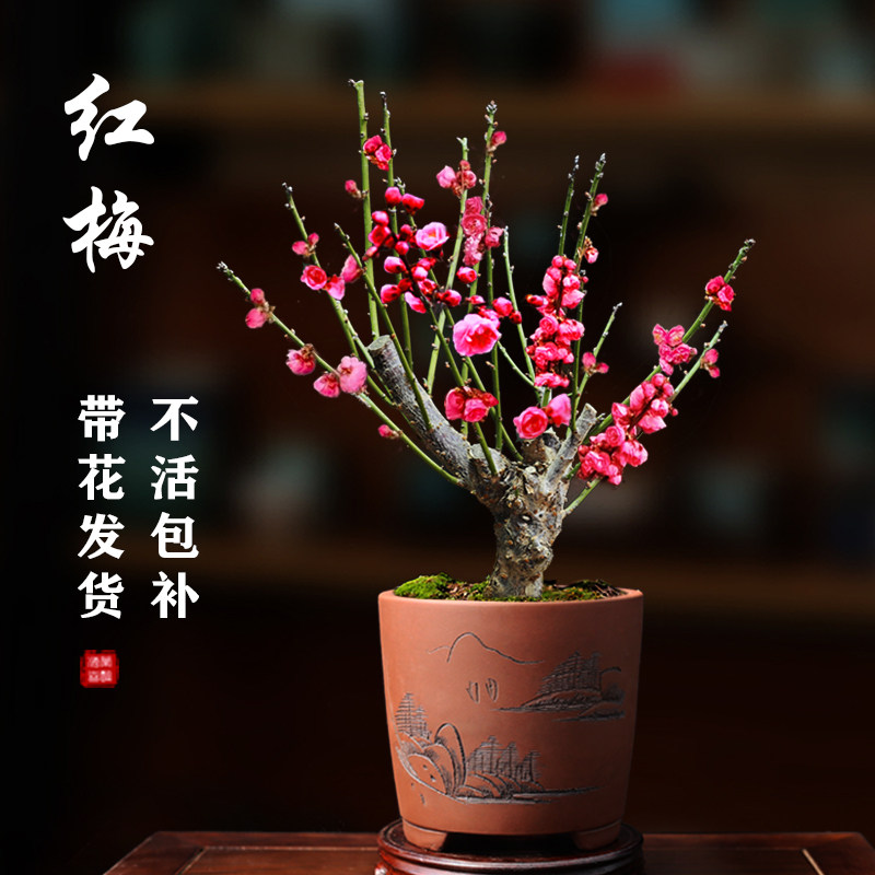 耐寒红梅盆栽-耐寒红梅盆栽促销价格、耐寒红梅盆栽品牌- 淘宝