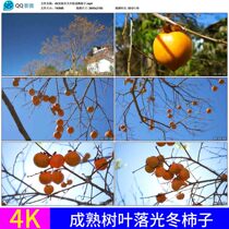Great harvest agriculture natural scenery autumn Persimmon mature leaves fall light winter Persimmon 4K real video material