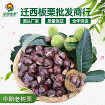 Jin Qiuming chestnut supplies Hebei Qianxi chestnut high-quality fresh chestnut sugar fried chestnut various specifications of oil chestnut