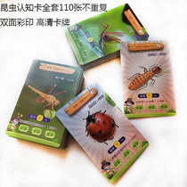 New insect card double-sided color printing HD cognitive card childrens toys full set of 110 non-repeat cards