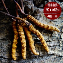 (Buy 10 grams and get 1 gram free)Tibet Naqu Cordyceps 4 roots 1 gram can be packed in a gift box