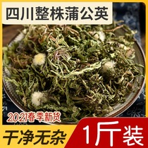 Dandelion Wild Dandelion tea Premium Tong breast female fresh Pu Gong Ying root Dried Chinese Herbal medicine