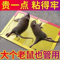 Super strong sticky mouse board to catch sticky big mouse stickers sticky glue to catch rats to kill rats and catch rats for household use