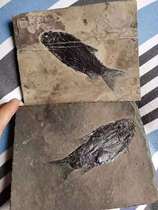 The Soviet la shan fish fossil slate